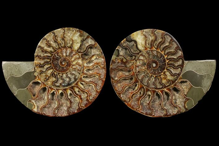 Cut & Polished Ammonite Fossil - Deep Crystal Pockets #94194